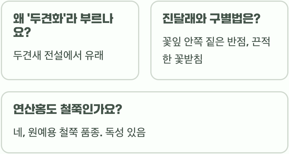 철쭉 꽃말 사랑과 희생의 상징으로 오래전부터 전해져 내려오는 의미