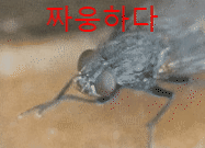 손을 비비는 파리 모습