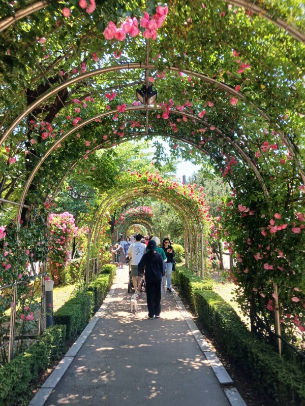 장미축제 장미터널