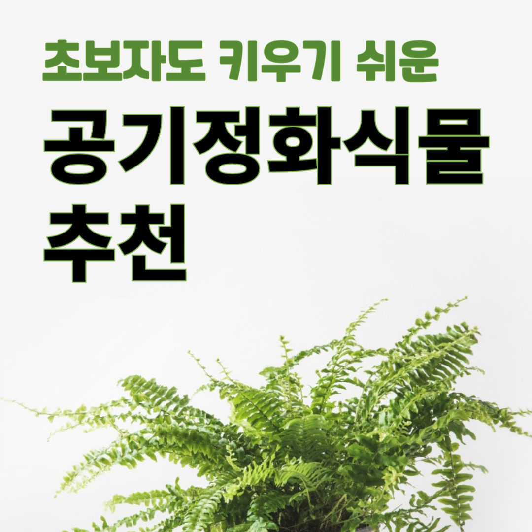 초보자도 키우기 쉬운 공기정화식물 추천 [2편]