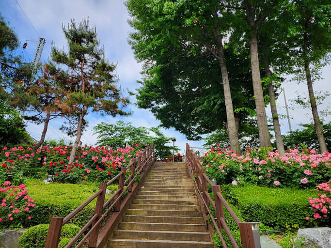 중랑 서울장미축제와 관련된 사진