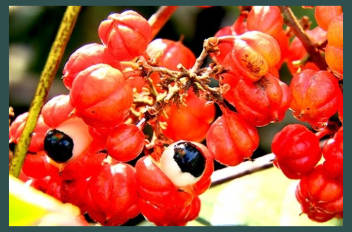 자몽 오렌지 복합추출물