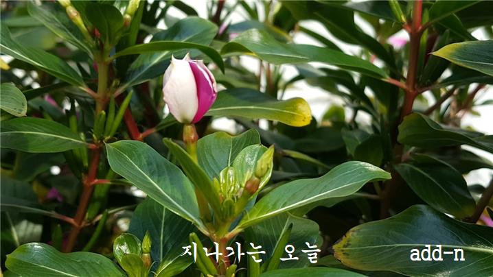목일일초 꽃 봉오리 모양