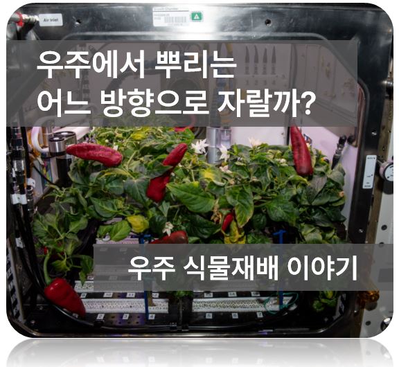 우주 식물재배