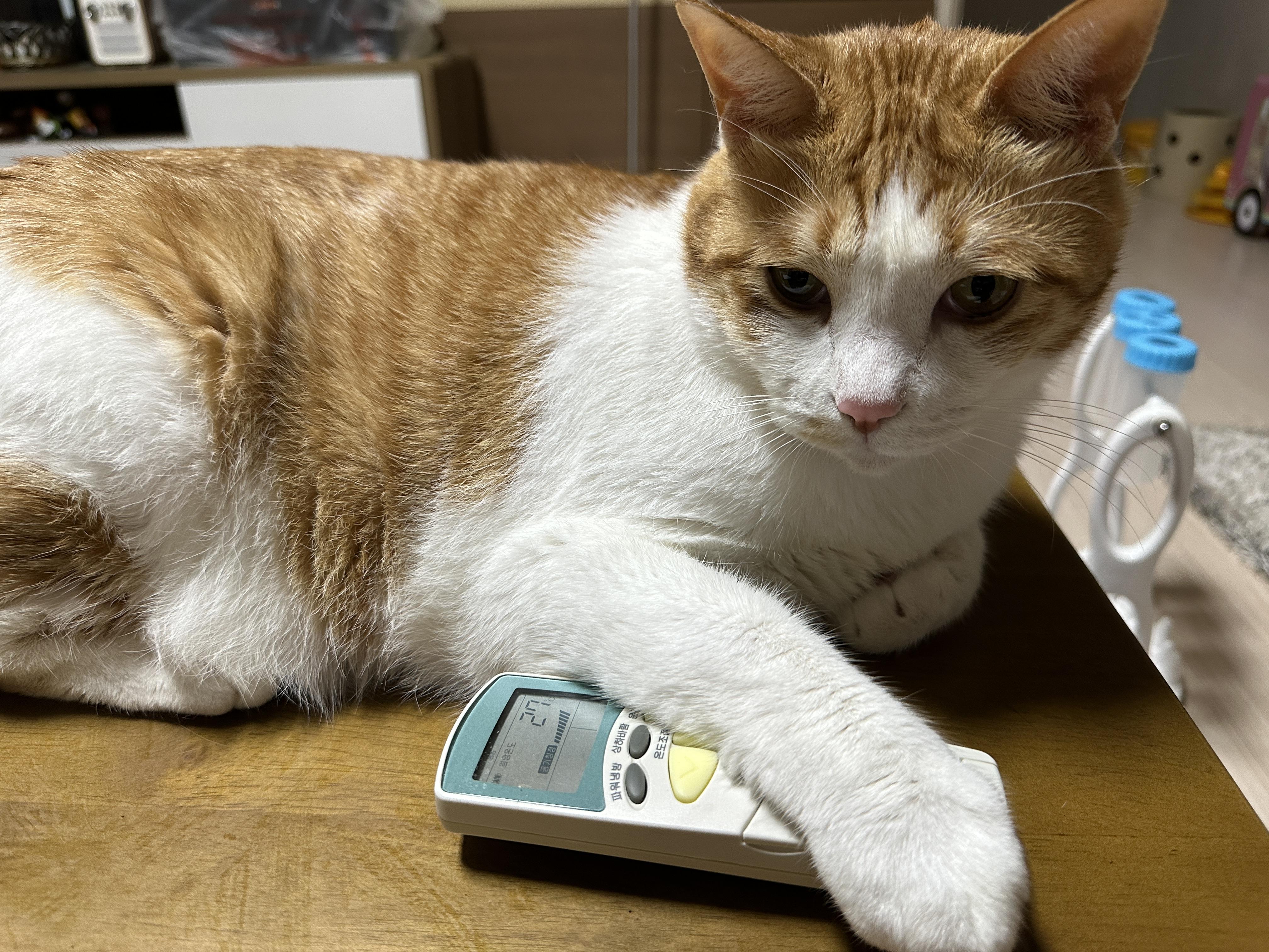 에어컨_리모컨_사수중인_막둥이