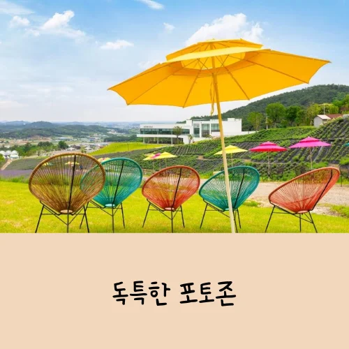 정읍 허브원 라벤더축제