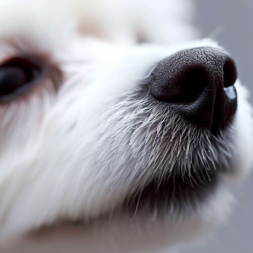 강아지 코 갈라짐