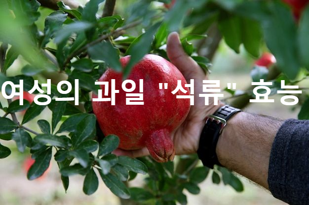 나무에 달린 석류열매를 따는 사진
