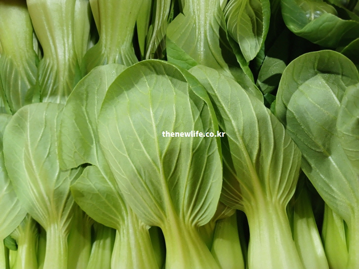 비타민과 미네랄 등 필수 영양성분이 가득 함유된 싱싱한 청경채 실물 사진
