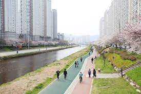 온천천 벚꽃