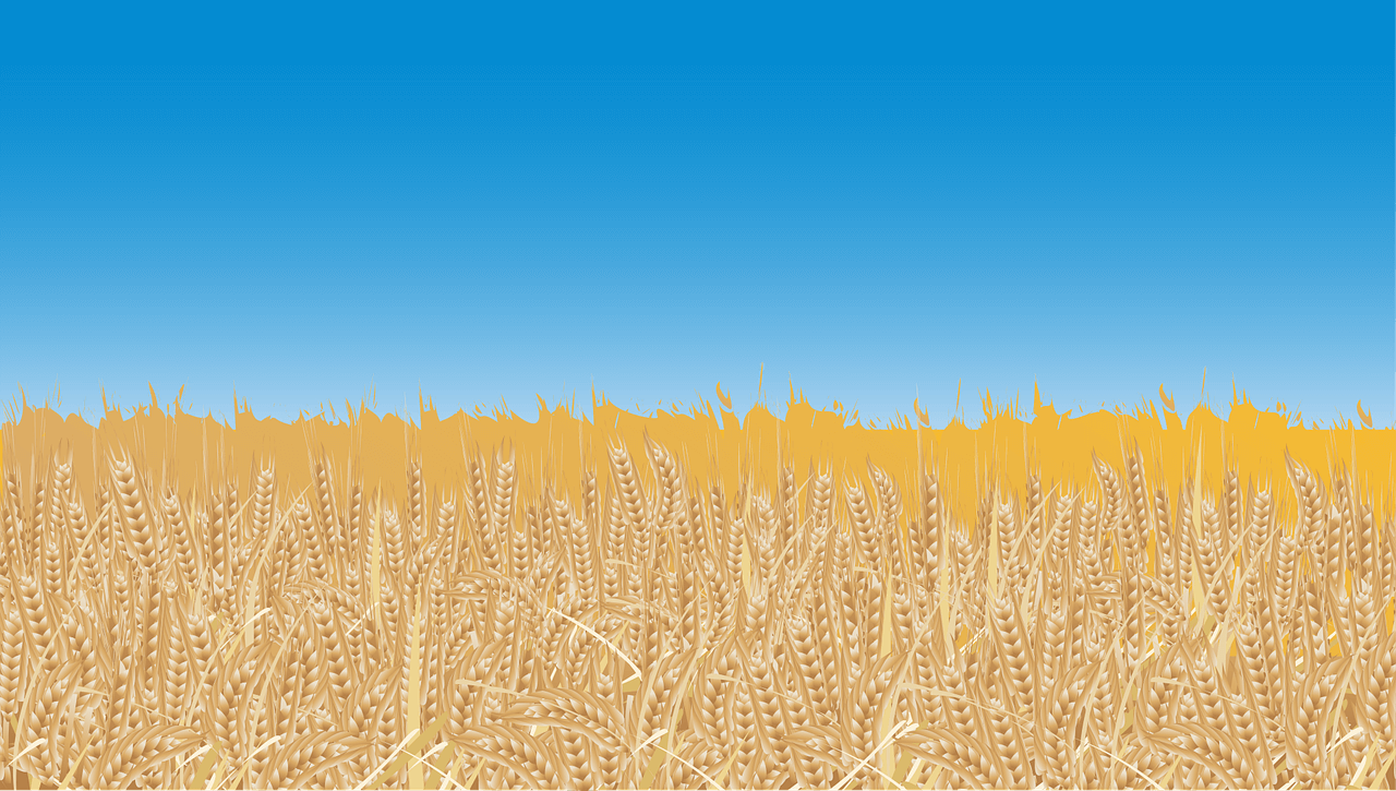 카무트 효소의 부작용 및 올바른 섭취 방법 총정리