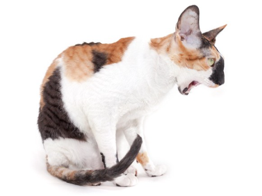 큰 입을 벌리고 있는 고양이.