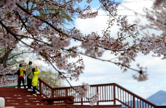 벚꽃개화시기 2024