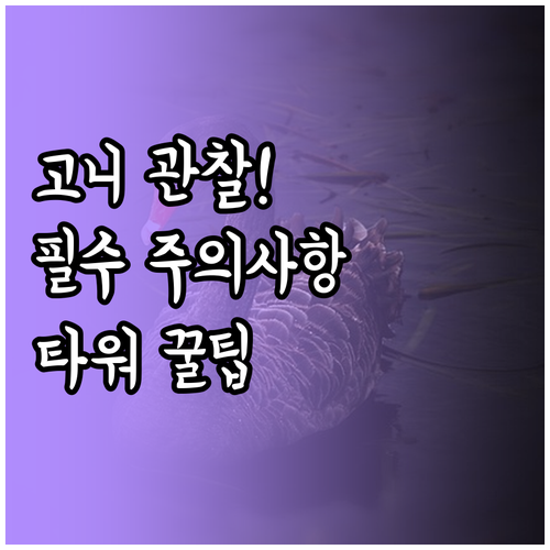 당정뜰 고니 관찰 시기 주의사항 및 ..