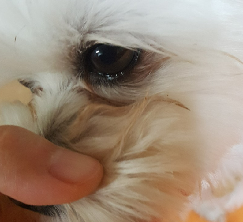 강아지 눈 다래끼 그냥 두면 안되는 이유. 증상, 원인, 치료 총정리