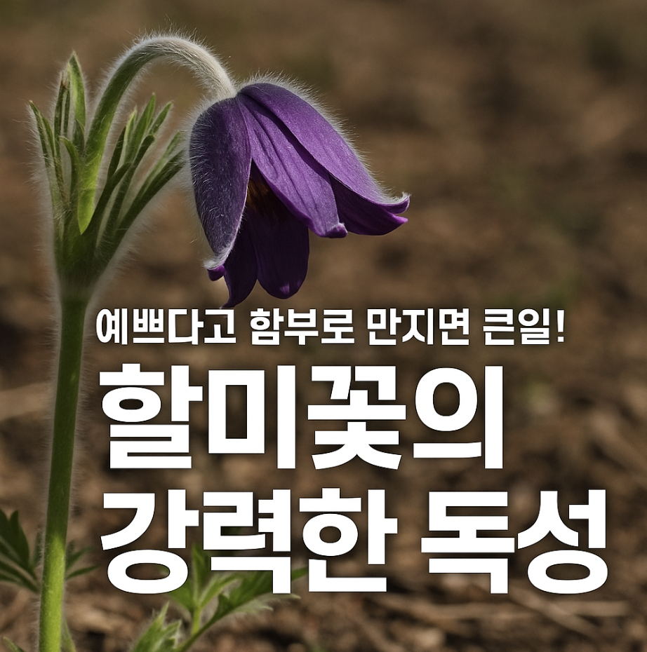 예쁘다고 함부로 만지면 큰일! 할미꽃의 강력한 독성