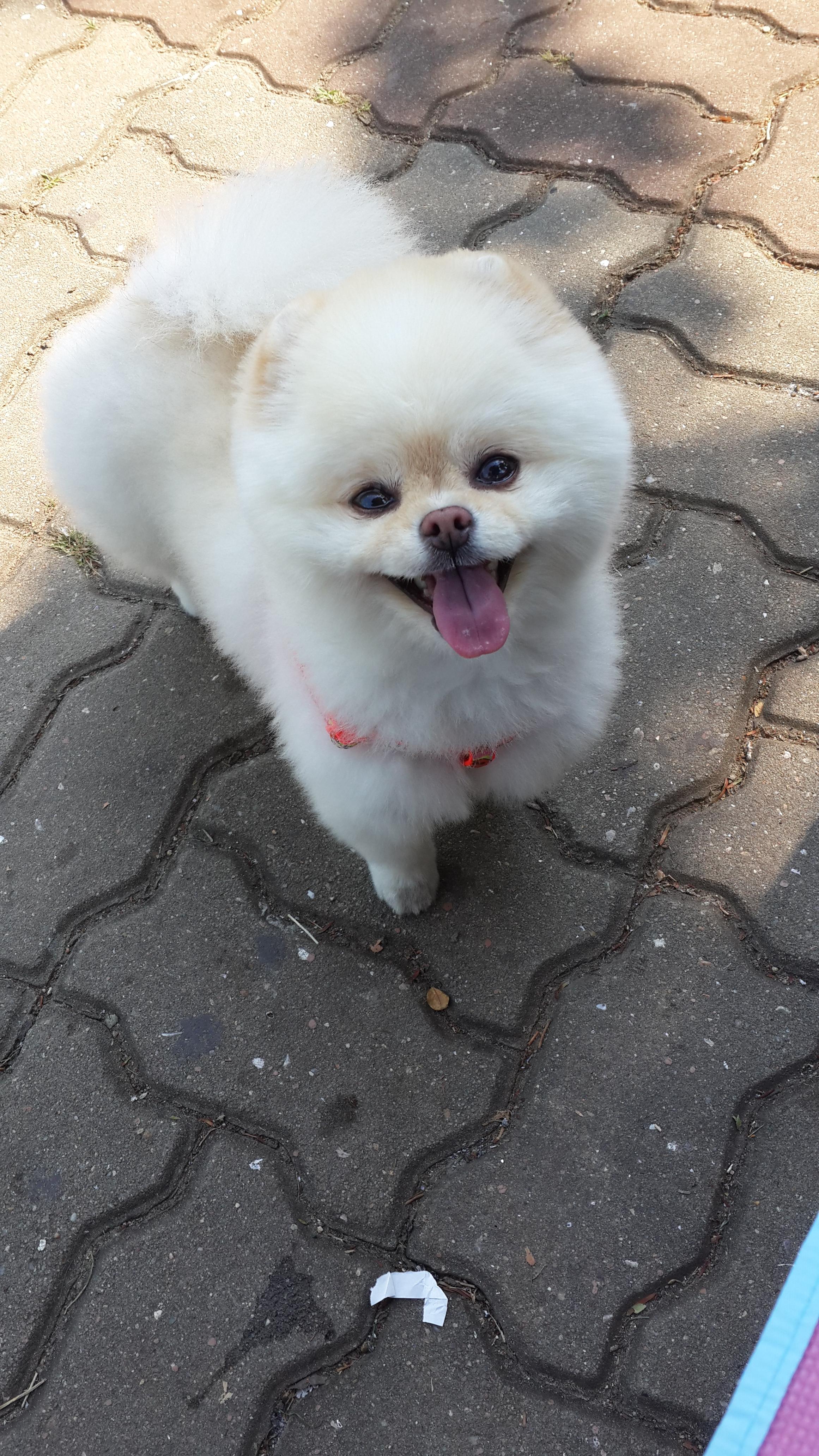 강아지 재채기 하는 이유 7가지 : 멈추는 방법