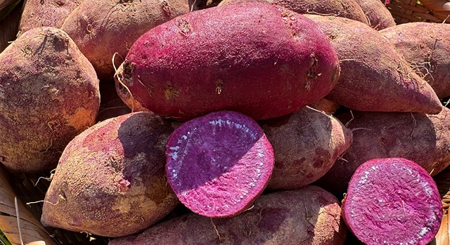 6시내고향-자색고구마-보라색고구마-무안-행복한고구마