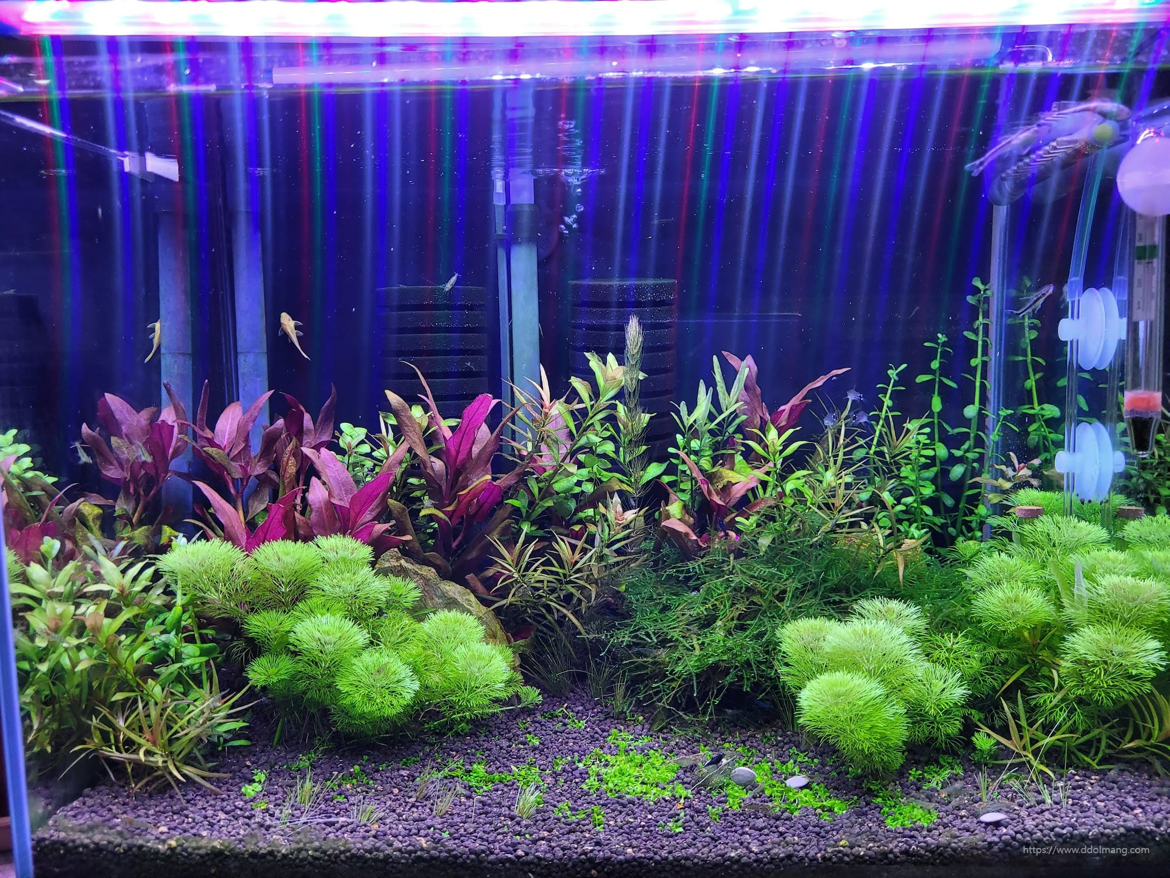 트리밍 한 후 암브리아