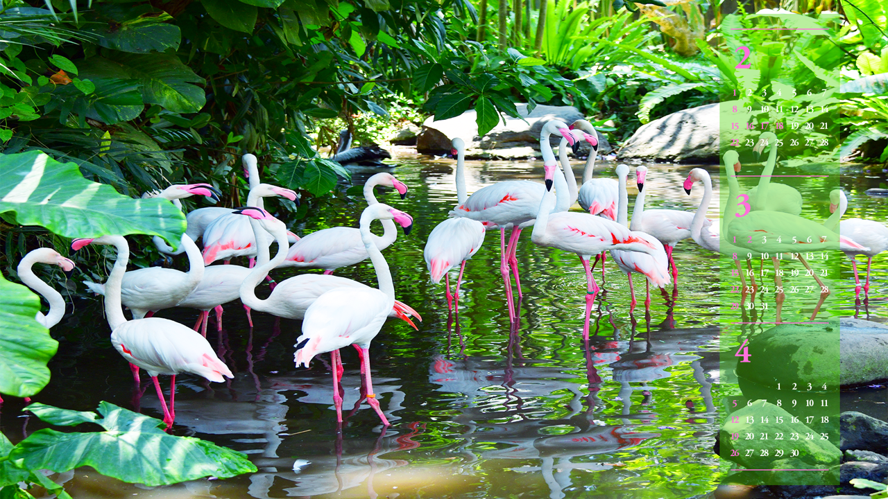 09 녹색잎과 플라밍고 무리 B - 2026년3월 달력배경화면