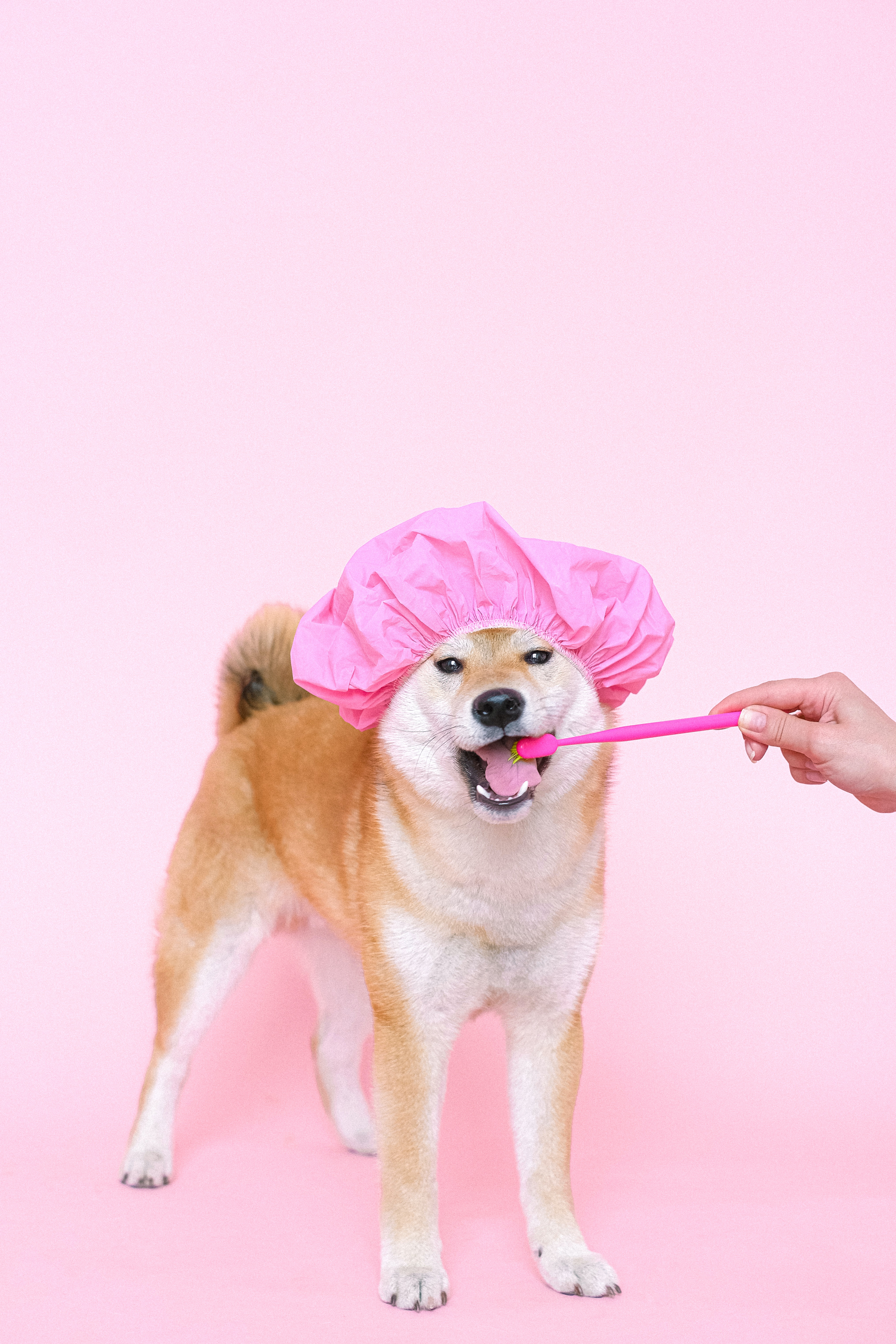 시바견
