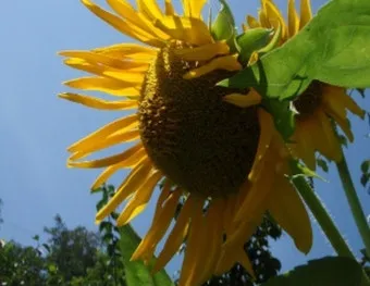 해바라기 재배 파종 깊이 지주 세우기 씨앗 수확_2