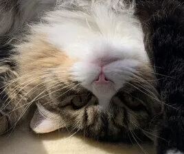 고양이 안검내반증