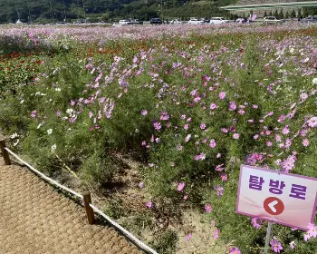 하동 북천 코스모스 메밀꽃 축제_17