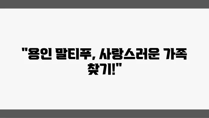 용인말티푸분양 알아봅니다