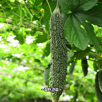 여주 영양성분