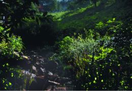 화담숲 반딧불이 이벤트