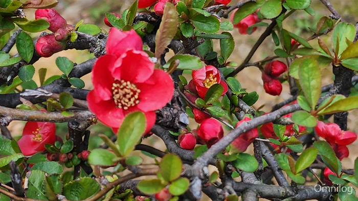 명자나무 꽃 ,산당화