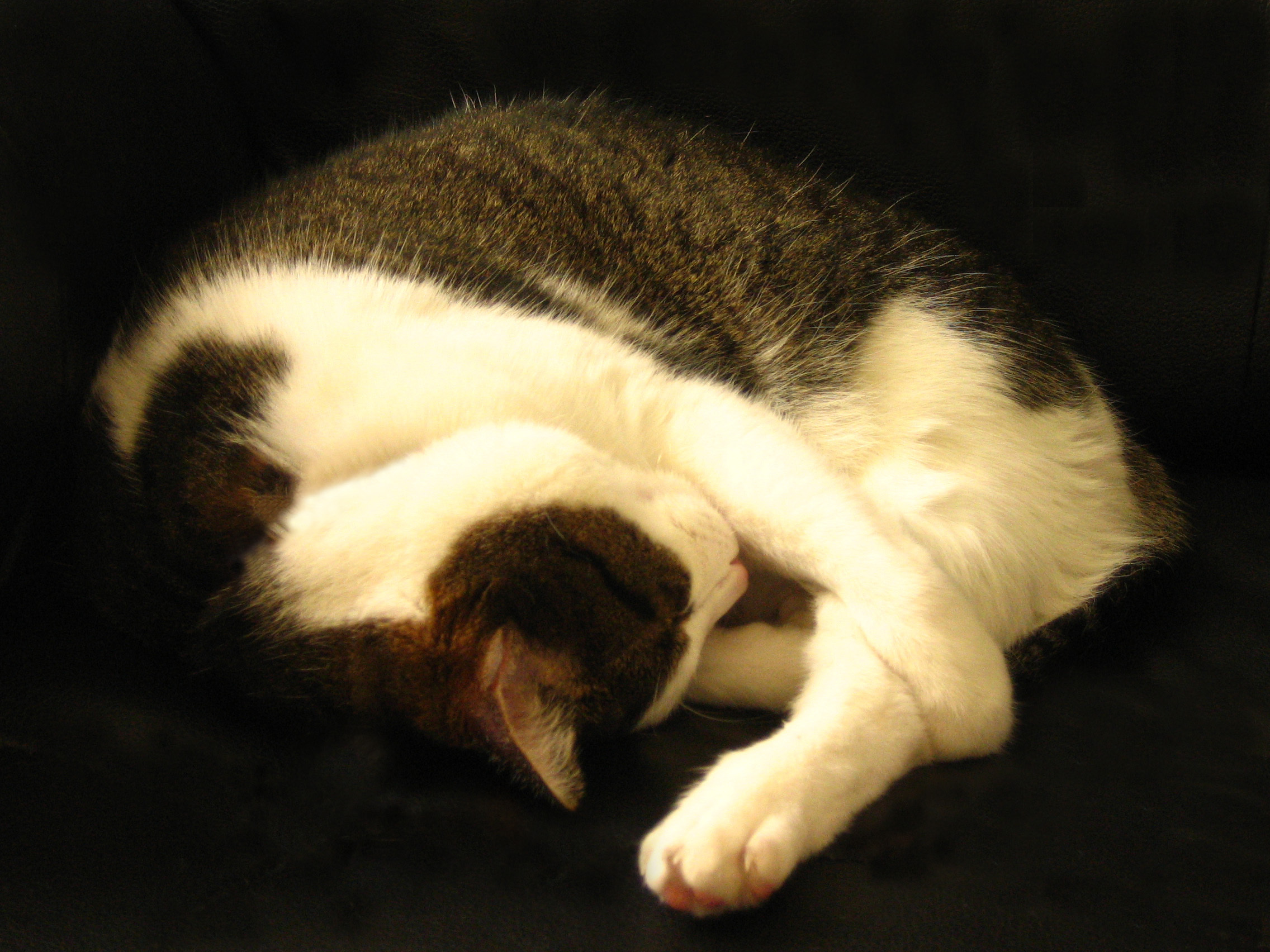 반려동물의 식기 선택 기준 관련 사진