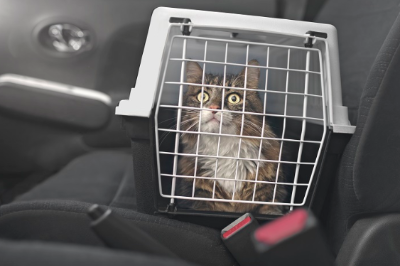 고양이가 들어 있는 캐리어가 있는 자동차 조수석