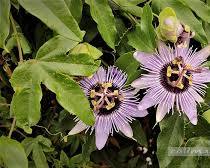 시계초 이미지 사진