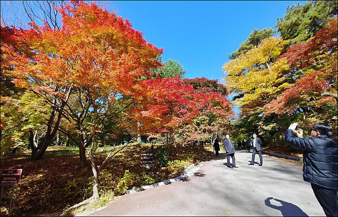 예산 수덕사 단풍