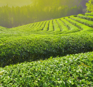 5월에 방문하는 축제 BEST 7