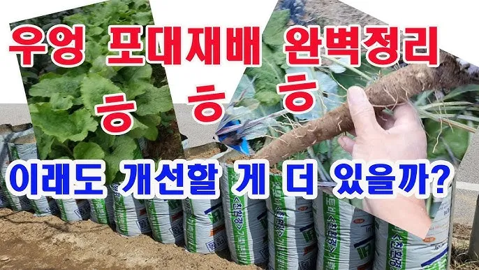 우엉 재배 깊이 갈기 직파 요령 곧게 키우기_9