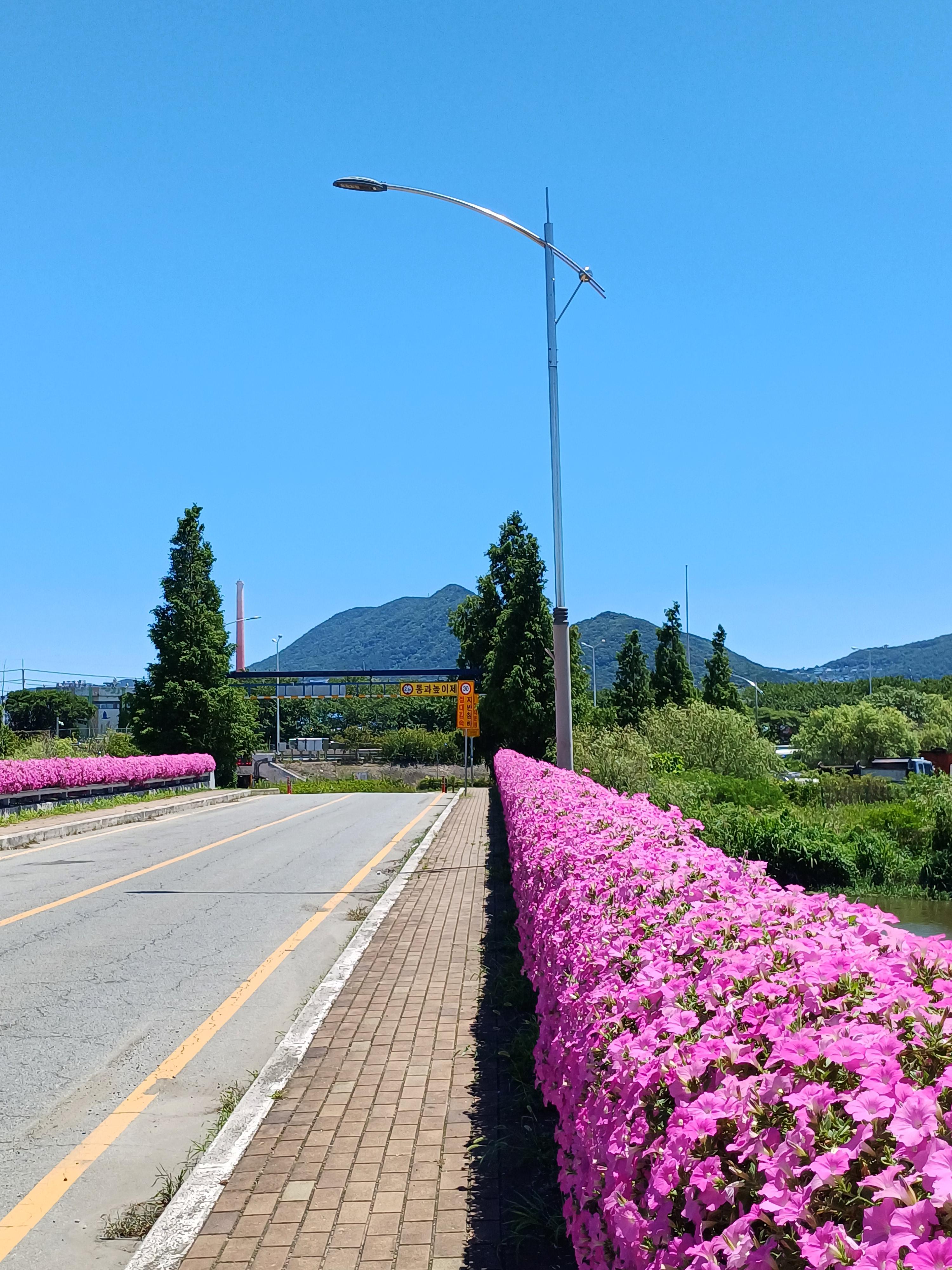 gorgeous flowers