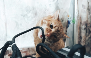 검은 코드에 달라붙는 고양이