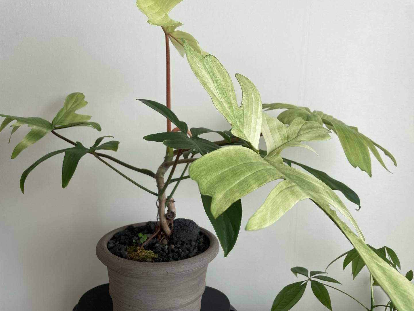 필로덴드론 플로리다 고스트 이미지