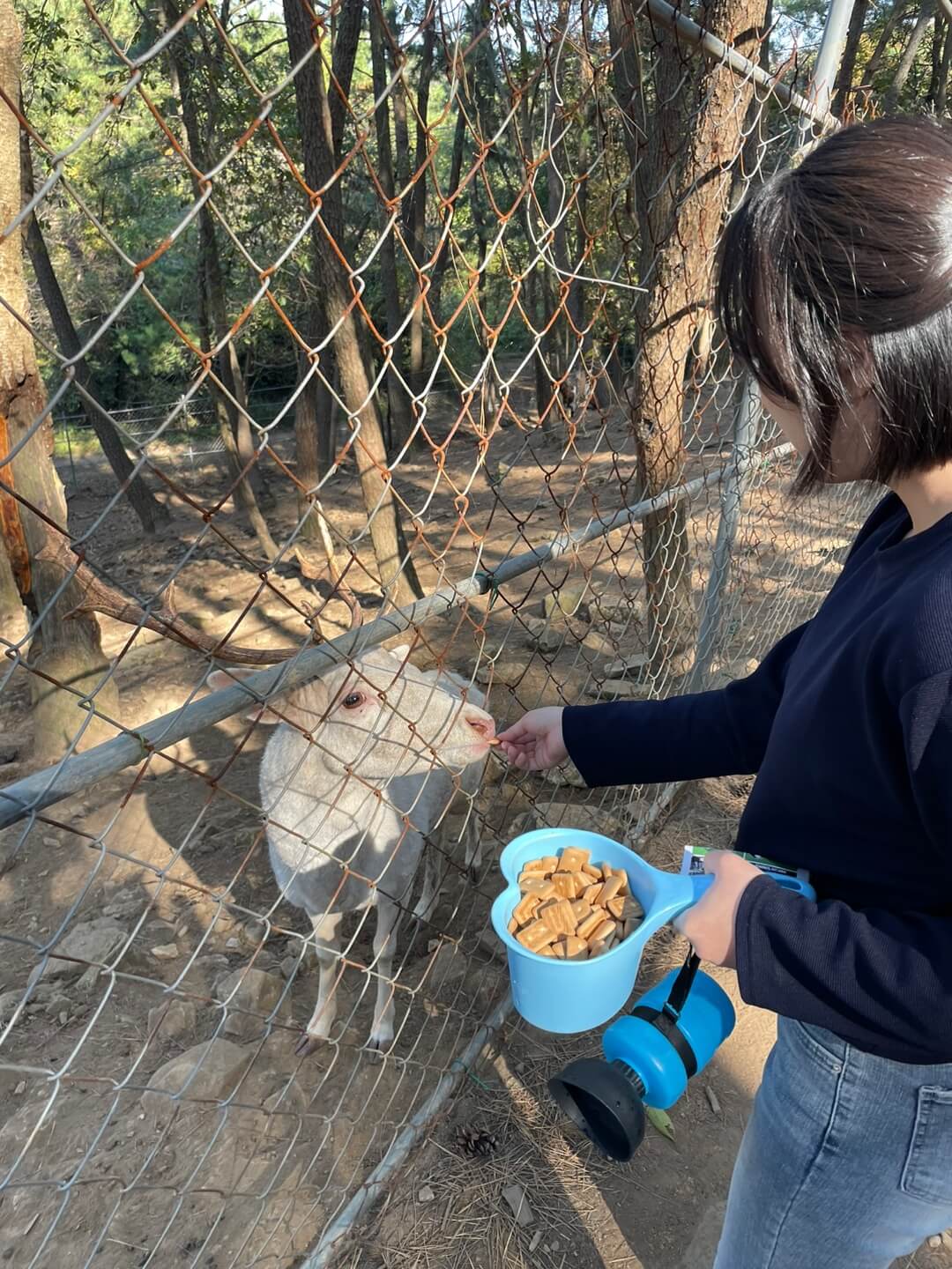 남해 상상양떼목장