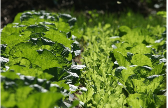 절임배추 사전예약 방법 대형마트 가격비교(10kg, 20kg)