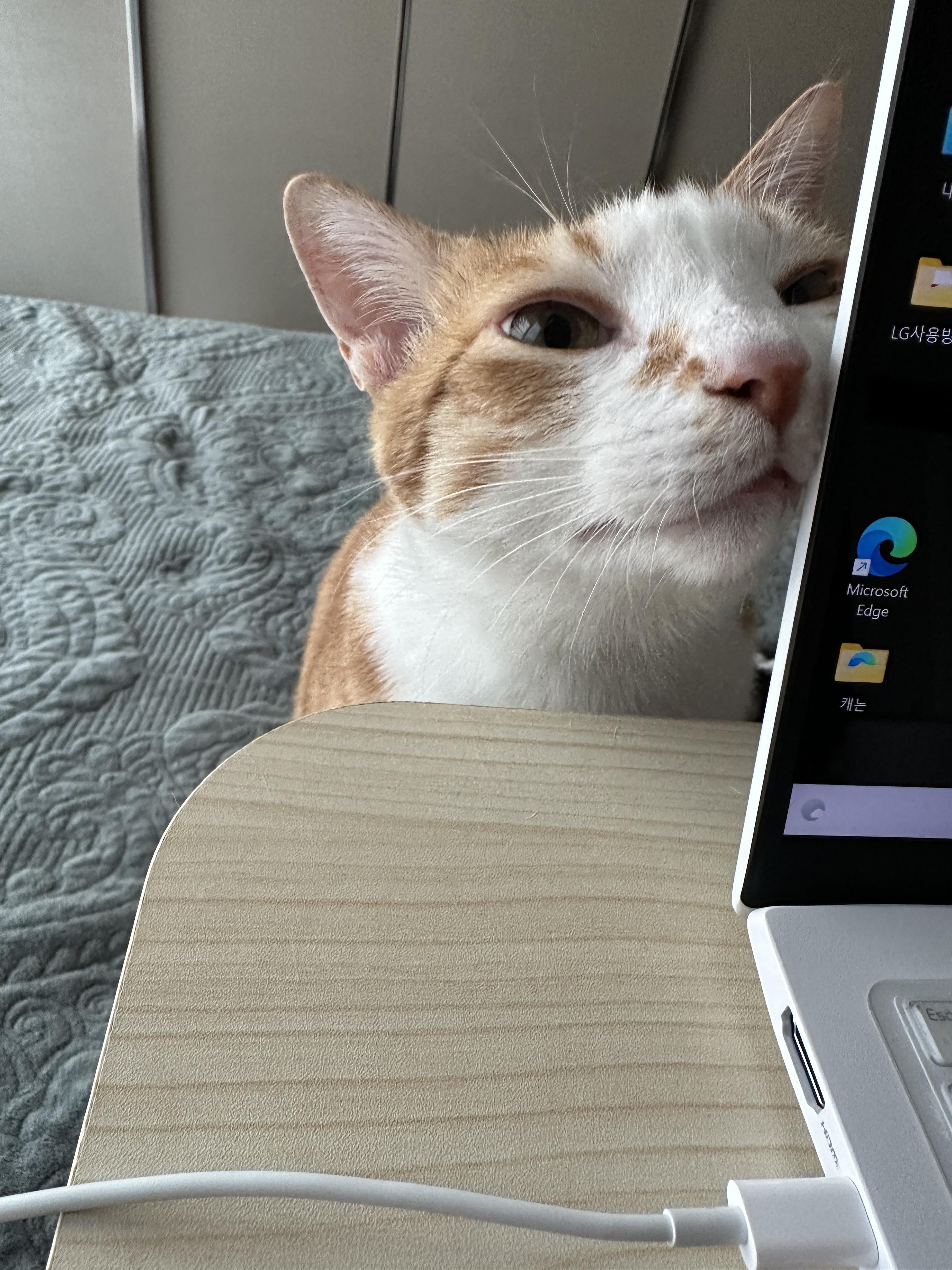 칭얼칭얼을 행동으로 보여주는 고양이 (feat. 사랑스러운 호야)