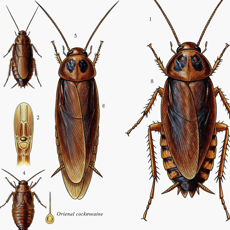 바퀴벌레 해부학 일러스트.