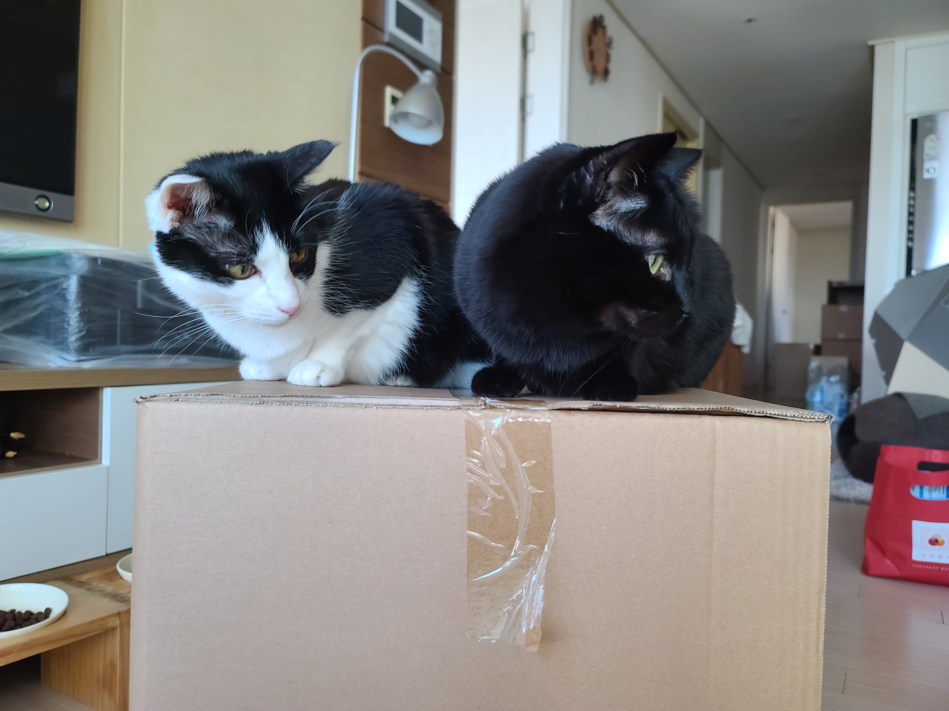 고양이들의 차차스크래쳐를 교체했다.