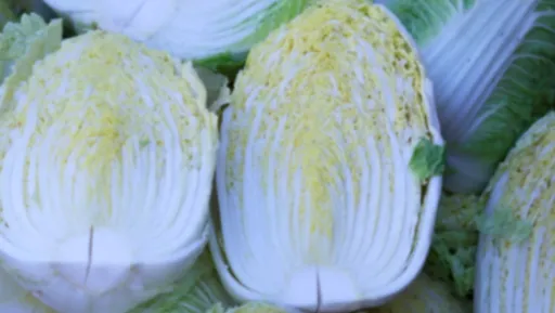 절임배추 사전예약