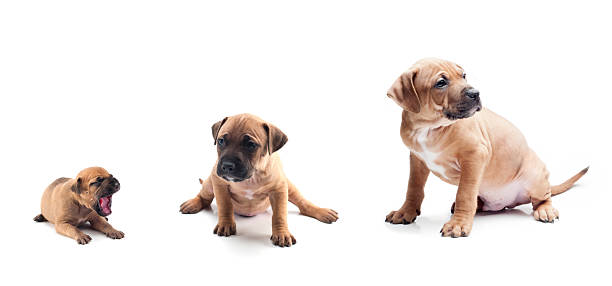 성장기 강아지(Puppy and Junior dog) 사진