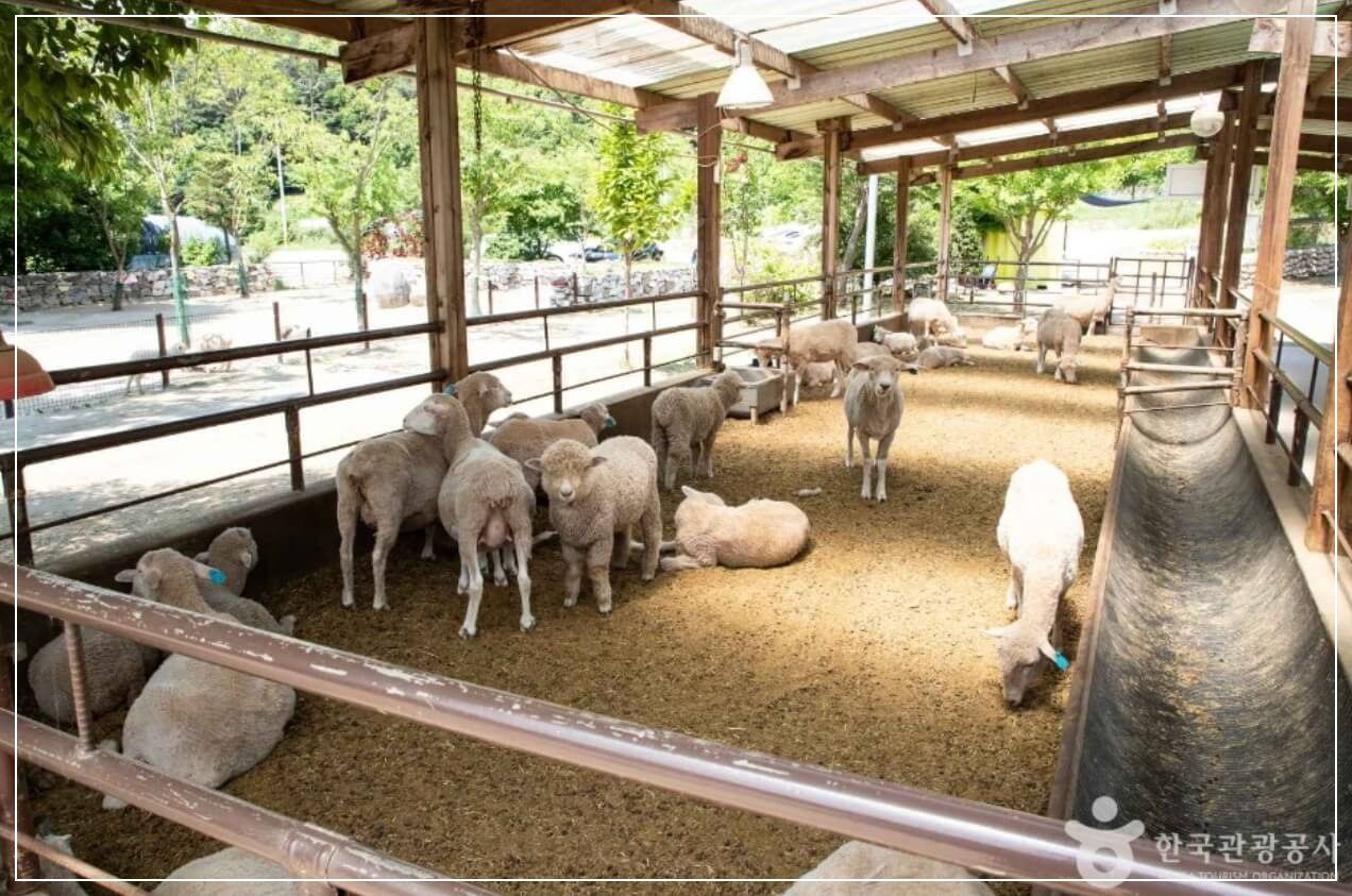 양평 가볼만한곳 베스트10 양평 양떼목장