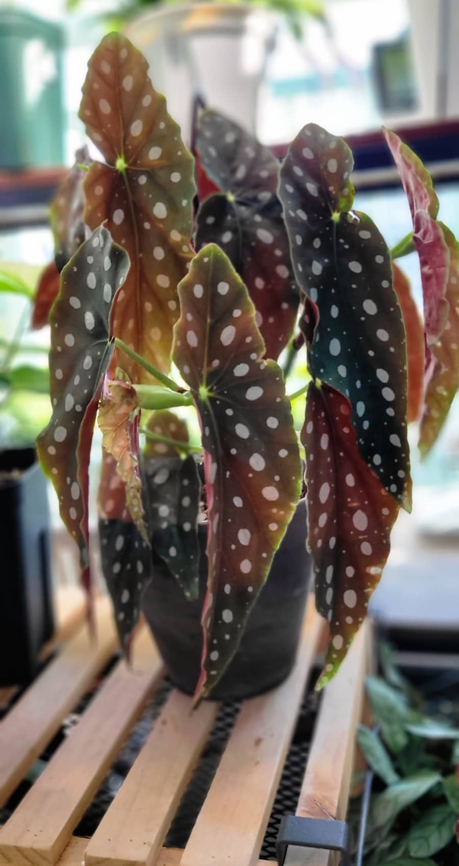 꽃 피우기 실패 일기 – 왜 꽃이 안 피는 걸까?